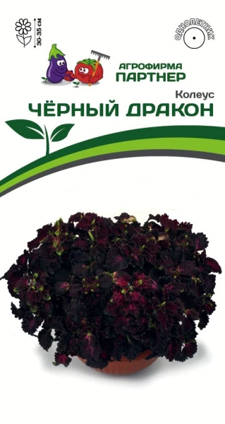 Партнер Колеус ЧЁРНЫЙ ДРАКОН / шлемниковидный ^(10шт) 2-ной пак, изображение 0
