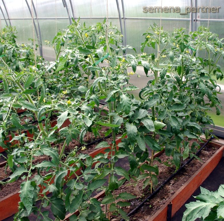 image003.jpg