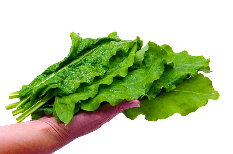 Партнер Щавель ШИРОКОЛИСТНЫЙ ^(1г), изображение 3