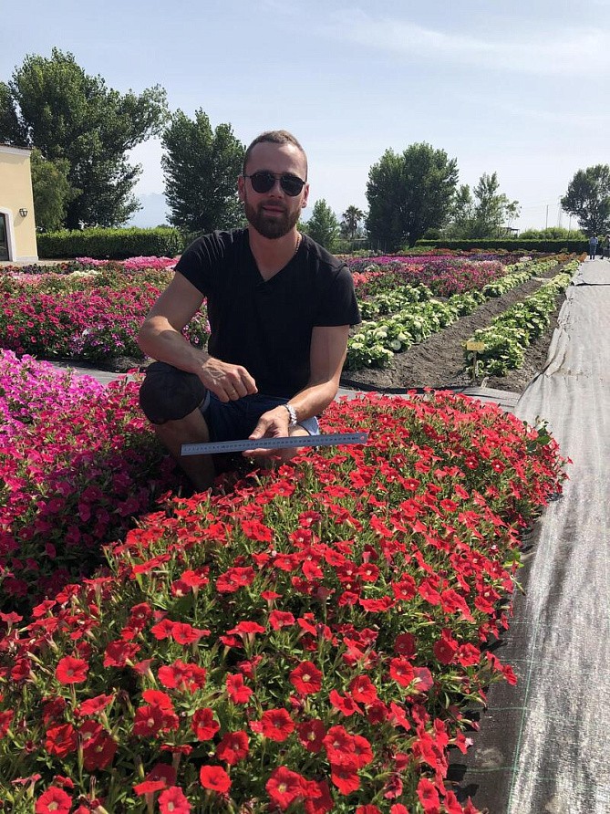 Партнер Петуния серия "Мими" ДОЛЛИ F1 / многоцветковая каскадная^(5шт в амп), изображение 3