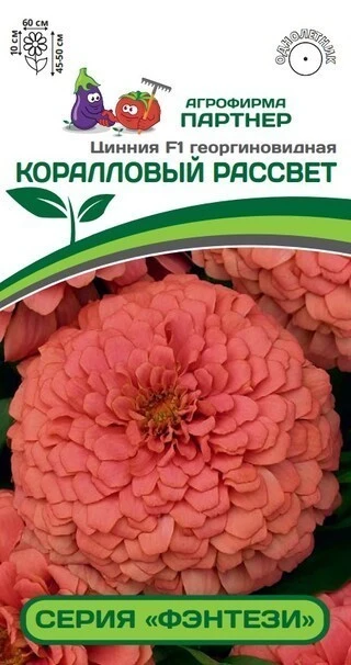Партнер Цинния F1 КОРАЛЛОВЫЙ РАССВЕТ / георгиновидная ^(4шт), изображение 0